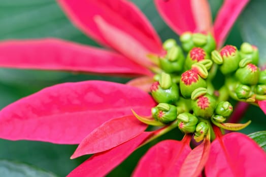 Close-up top red leaves and flower of Poinsettia or Euphorbia Pulcherrima