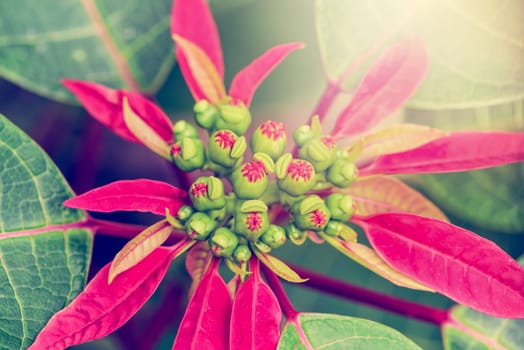 Close-up top red leaves and flower of Poinsettia or Euphorbia Pulcherrima with sunlight in vintage style