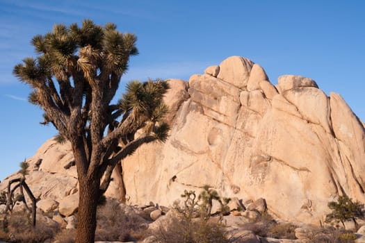 Joshua Tree National Park
