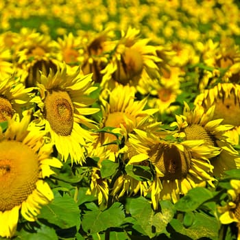 Sunflowers