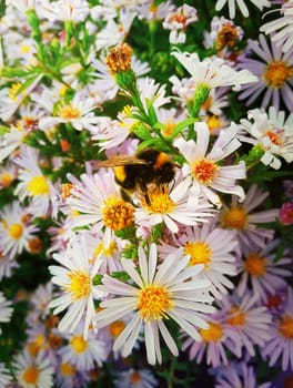 Hardworking bumblebee sits on the purple aster flower and collects the nectar