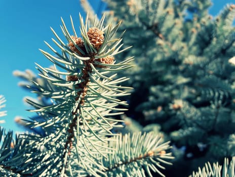 Small fir cones growing on the branch between the tree needles on a blue sky background.