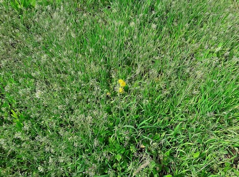 Side view to green grass meadow with wild flowers