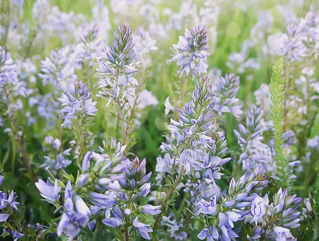Illustration of spring wild flower meadow. Composition of nature.