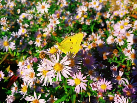 Cute yellow butterfly feeding on purple chrysanthemum nectar