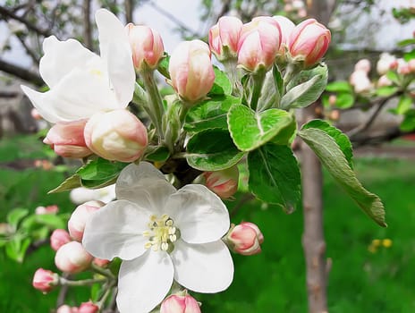 Blooming apple tree in a spring morning. April blossoms in the garden