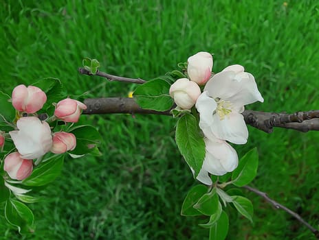 Branch of apple flowers blooming on green grass background