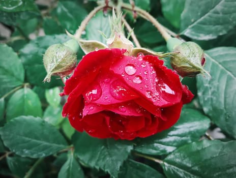 Red rose after the rain over natural background