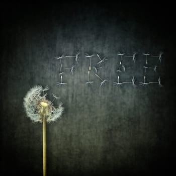 A lot of seeds escape from a dandelion flower arranged as word FREE on a concrete backround. Breaking free, life journey concept