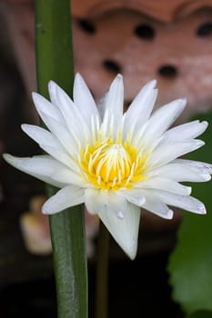blooming natural white water lily macro