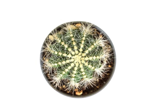 close up Cactus isolated on white background