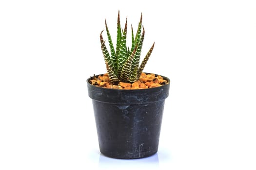 close up Cactus isolated on white background