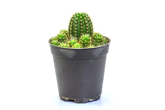 close up Cactus isolated on white background