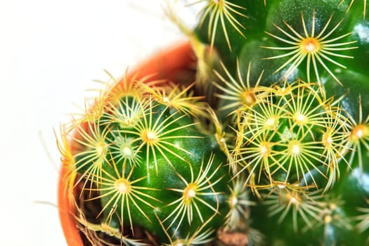 close up Cactus isolated on white background