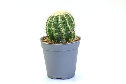 close up Cactus isolated on white background