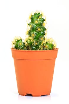 close up Cactus isolated on white background