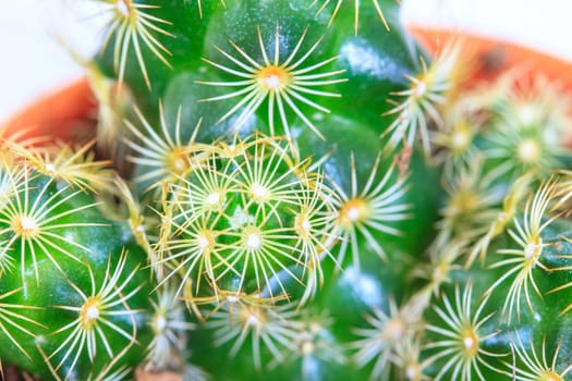 close up Cactus isolated on white background