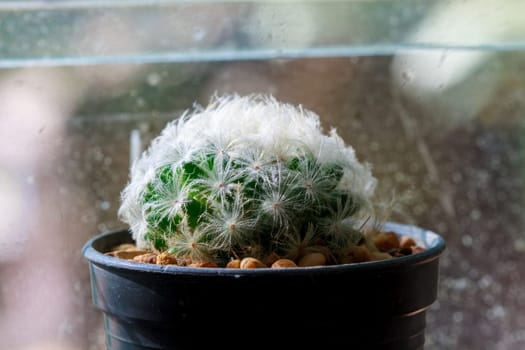 abstract background cactus on window in dark tone