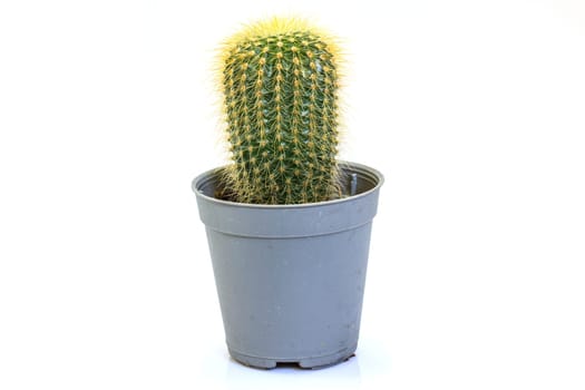close up Cactus isolated on white background