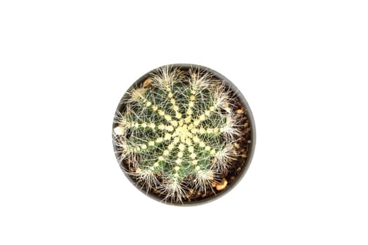 close up Cactus isolated on white background