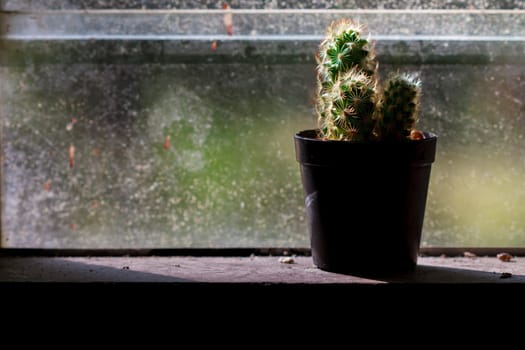 abstract background cactus on window in dark tone