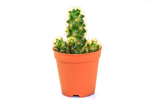 close up Cactus isolated on white background