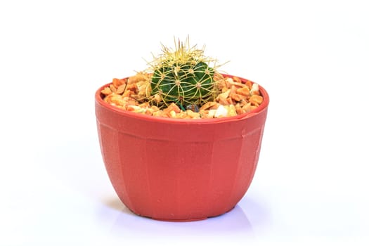 close up Cactus isolated on white background