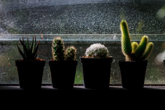 abstract background cactus on window in dark tone