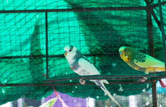 budgie bird pet cage exotic