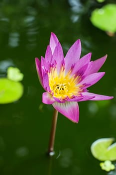 pink yellow water lily plant flower