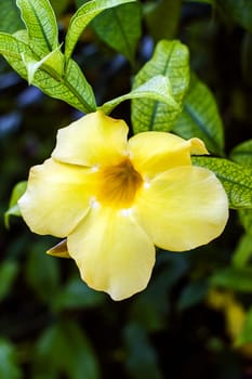 yellow bell golden trumpet flower