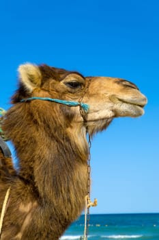 Dromedary on the beach against the blue sky of Tunisia