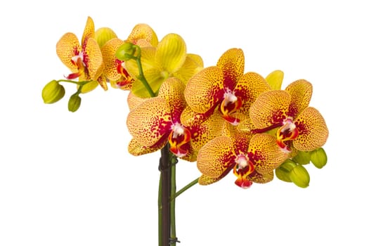 Beautiful flower of an orchid on a white background