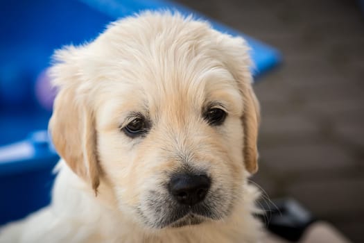 Golden Retriever puppies 6 weeks old