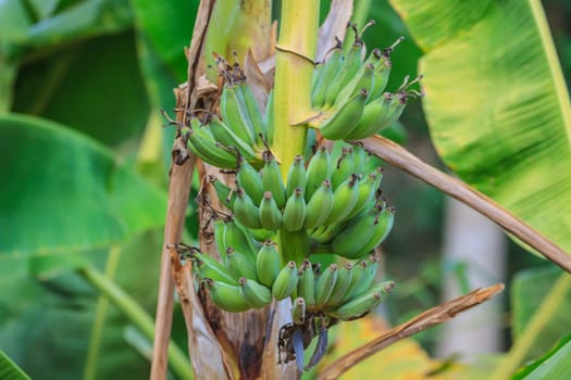 Bananas,Thai cultivated banana, Thai bananas on tree
