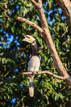 Portrait of Oriental pied hornbill (Anthracoceros albirostris) on the branch in nature