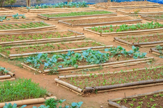 salad and vegetable cultivation, Vegetable Garden for cooking