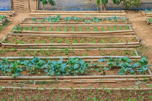 salad and vegetable cultivation, Vegetable Garden for cooking