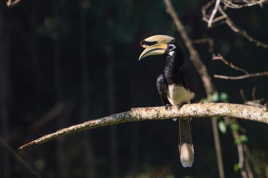 Portrait of Oriental pied hornbill (Anthracoceros albirostris) on the branch in nature