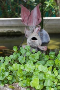 dollarweed green fish fountain pond