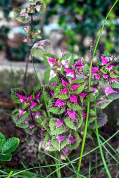 solenostemon pink leaf plant nature