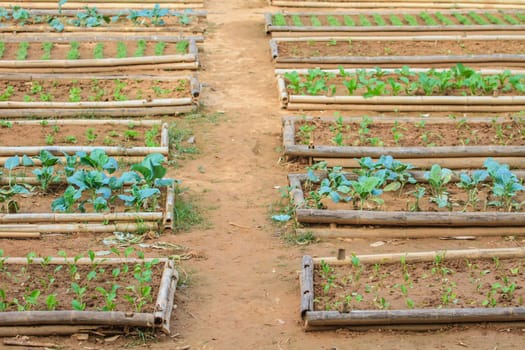 salad and vegetable cultivation, Vegetable Garden for cooking