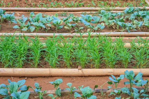 salad and vegetable cultivation, Vegetable Garden for cooking