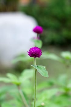 blue amaranth flower pink