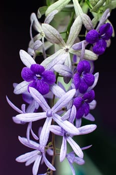 petrae volubilis white purple flower