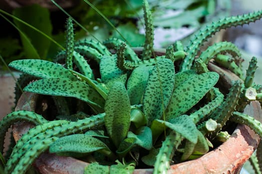 kaktus thailand green color