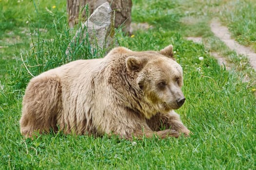 Brown Bear Resting on the Green Grass
