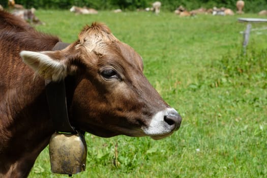 Brown cow with bell on a green alpine pasture in the Allgäu near Oberstdorf