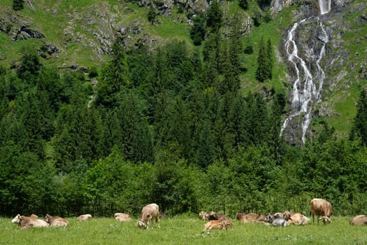 Alpine pasture in the Oytal with cows and forest and waterfall in the Allgäu