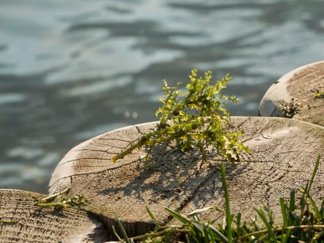 Close-up of large mermaid on shore fortification from wooden piles at Lake Caldaro in summer 2015